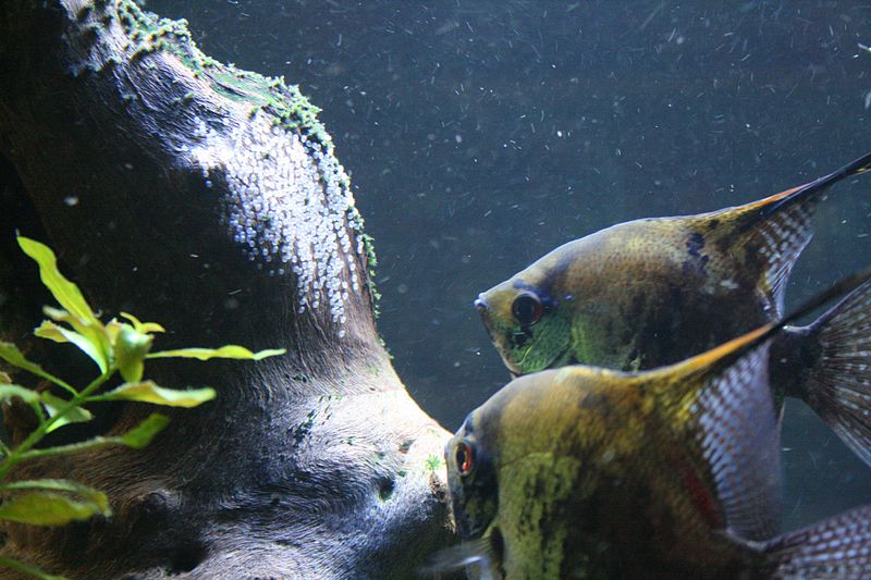 Breeding and hatchling care of black angelfish 