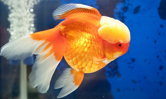 Feeding your lionhead goldfish