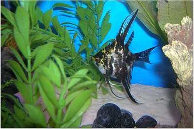 Black Marbled Angelfish