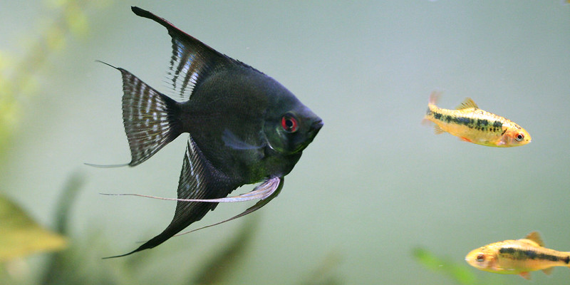 Black angelfish size