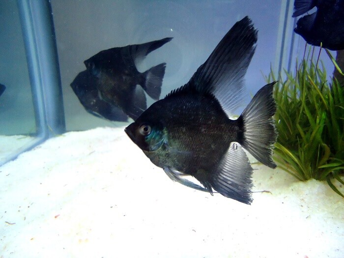 Species information of black angelfish 