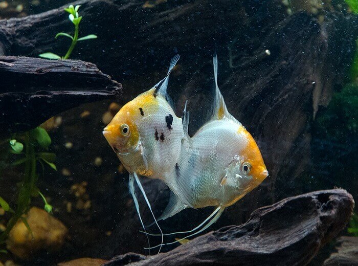 Breeding koi angelfish