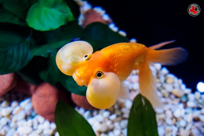 Bubble-Eye Goldfish