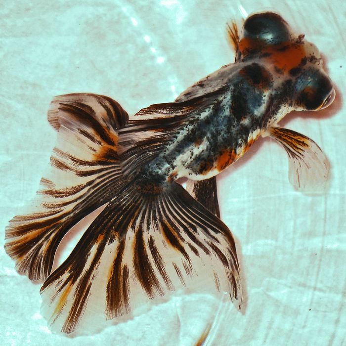 Unique butterfly telescope goldfish