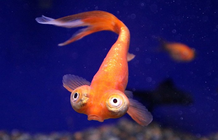 Celestial-Eye Goldfish