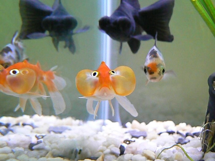 Choosing the best tankmates for bubble-eye goldfish