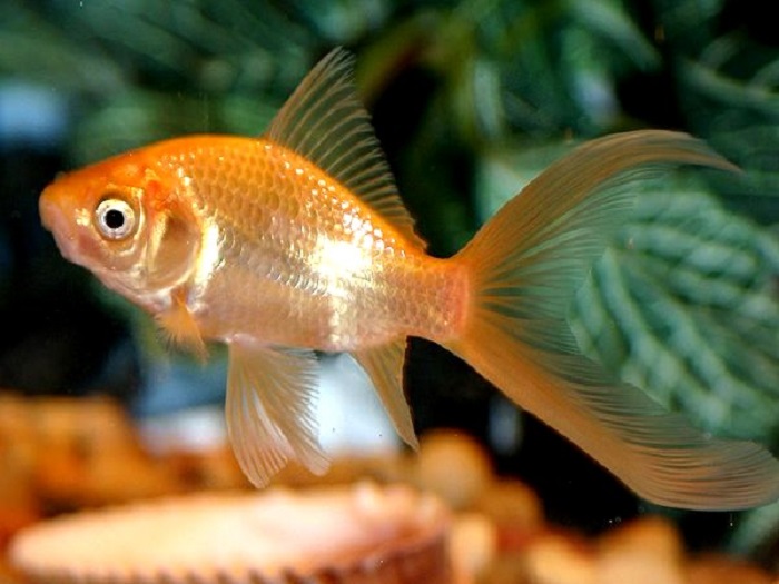 Comet Goldfish