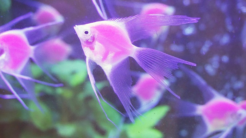 Common health issues of pink angelfish