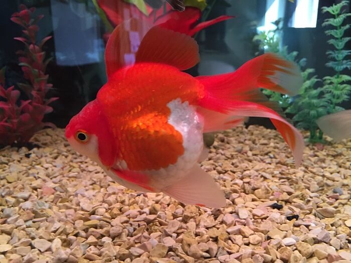 Common health issues of ryukin goldfish