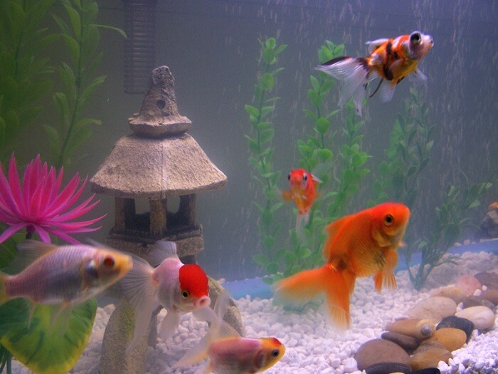 Decorating your tank of butterfly goldfish