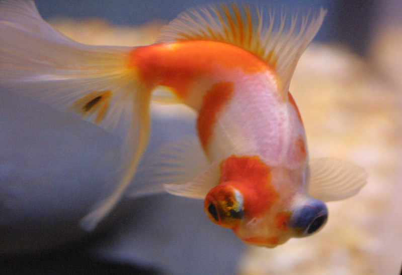 Eye infections in big eyed goldfish