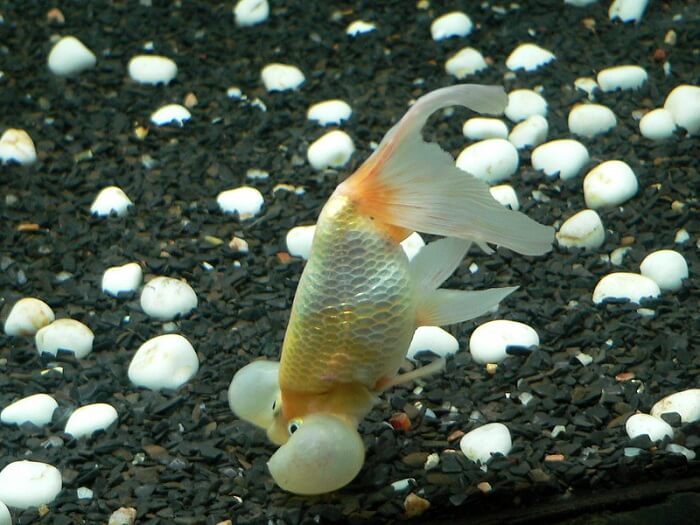 Feeding bubble eye goldfish