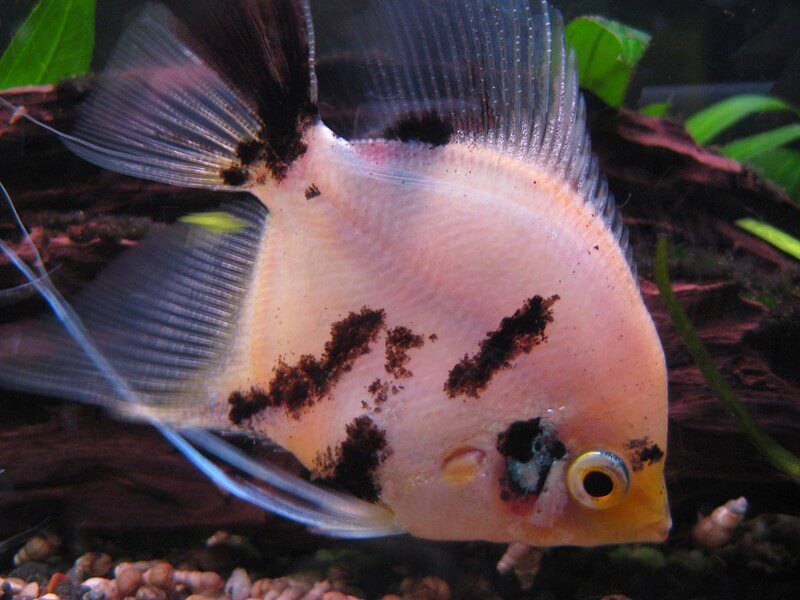 Feeding koi angelfish