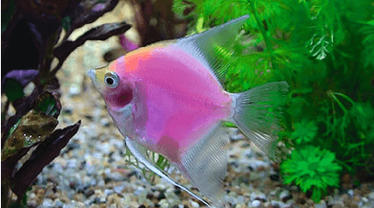 Species information of pink angelfish