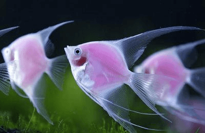 Freshwater pink angelfish size