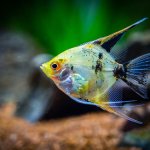 Koi Angelfish Care Guide