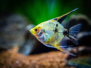 Read more about the article Koi Angelfish Care Guide<span class="wtr-time-wrap after-title"><span class="wtr-time-number">9</span> min read</span>