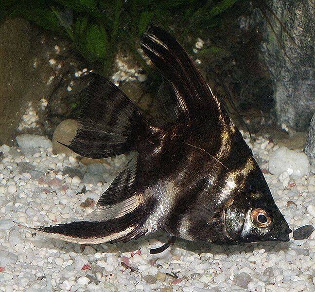 Color variations of the black freshwater angelfish