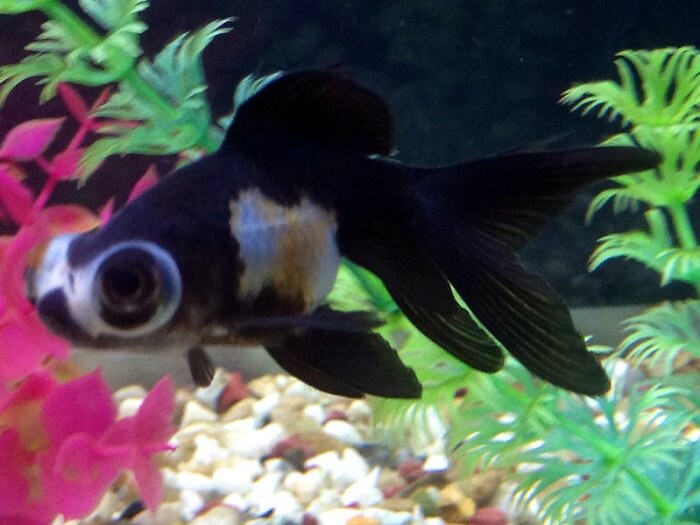 Panda telescope eye goldfish