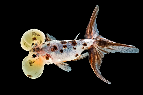 Pests and diseases in bubble eye goldfish