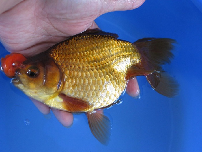 Pompom Goldfish