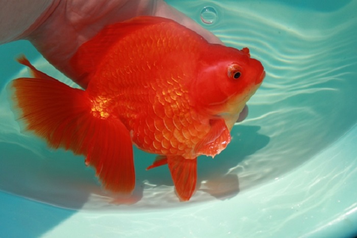 Red Ryukin Goldfish