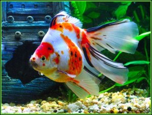 Read more about the article Ryukin Goldfish Care Guide<span class="wtr-time-wrap after-title"><span class="wtr-time-number">16</span> min read</span>