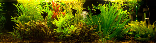 Setting up your black angelfish tank