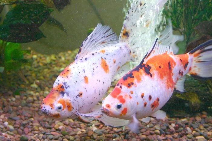 Shubunkin goldfish breeding