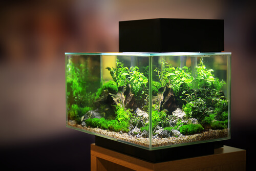 General tank setup for livebearers