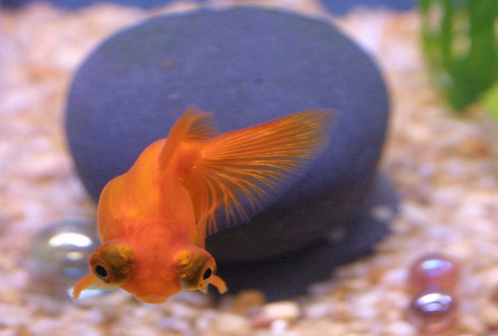 Telescopic Goldfish