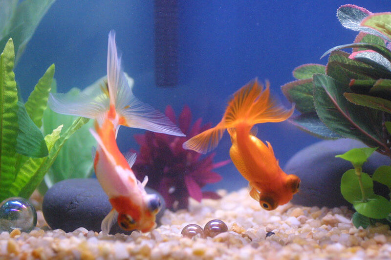 Can telescope goldfish live together?