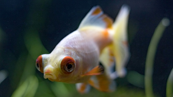 Choosing a goldfish with big eyes