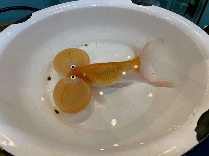 Temperament and behavior of bubble eye goldfish