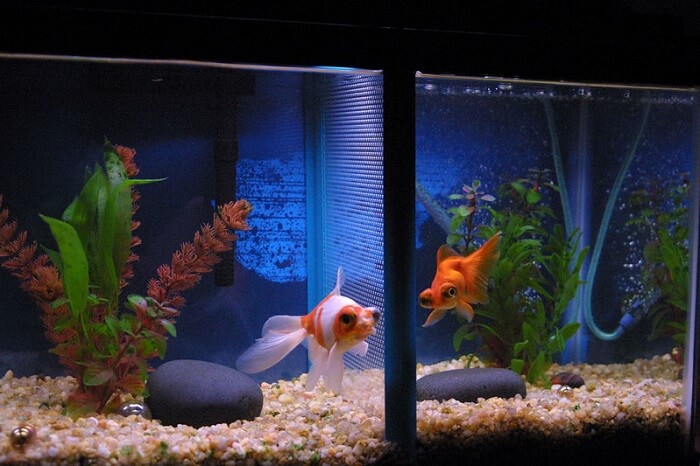 Adding new fish of butterfly goldfish tank