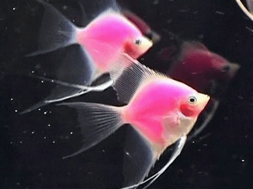 Are pink angelfish very rare?