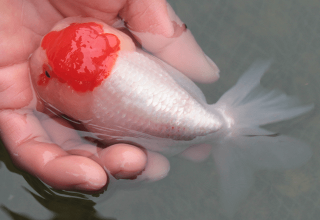 Are lionhead goldfish hard to take care of?