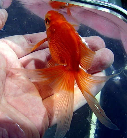 Color variations of butterfly goldfish