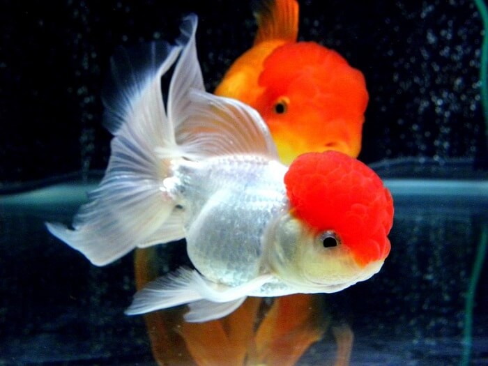 Behavior and temperament of lionhead goldfish