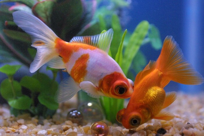 feeding to telescope butterfly goldfish