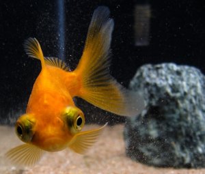 Read more about the article 3 Telescope Goldfish Types<span class="wtr-time-wrap after-title"><span class="wtr-time-number">6</span> min read</span>