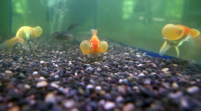 Breeding your bubble eye goldfish