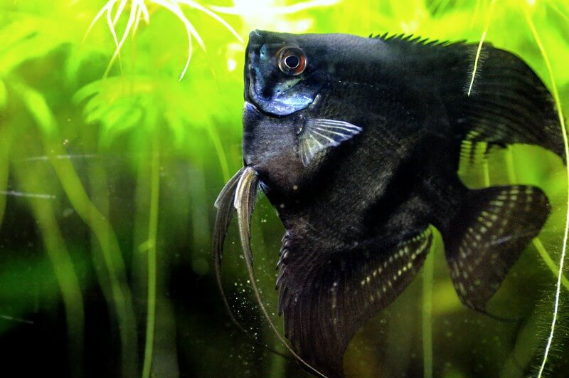 Temperament and personality in black angelfish 