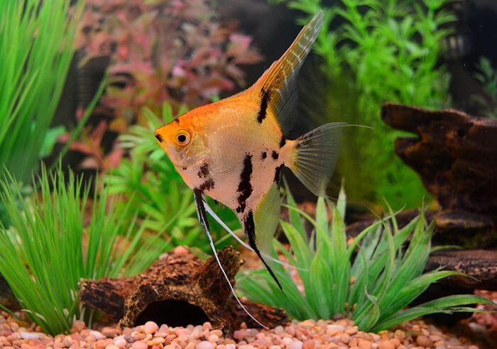 Planting your koi angelfish tank 