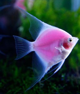 Read more about the article Pink Angelfish Care Guide<span class="wtr-time-wrap after-title"><span class="wtr-time-number">11</span> min read</span>