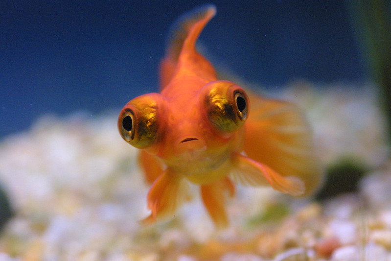 Difference between the panda telescope eye goldfish and the black moor