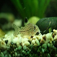 Leopard catfish