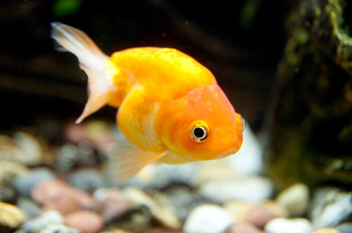 Buying a lionhead goldfish