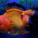 Lionhead Goldfish Care Guide