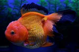 Read more about the article Lionhead Goldfish Care Guide<span class="wtr-time-wrap after-title"><span class="wtr-time-number">9</span> min read</span>